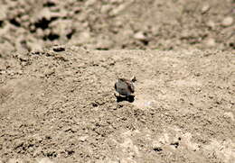 Image de Charadrius dubius curonicus Gmelin & JF 1789