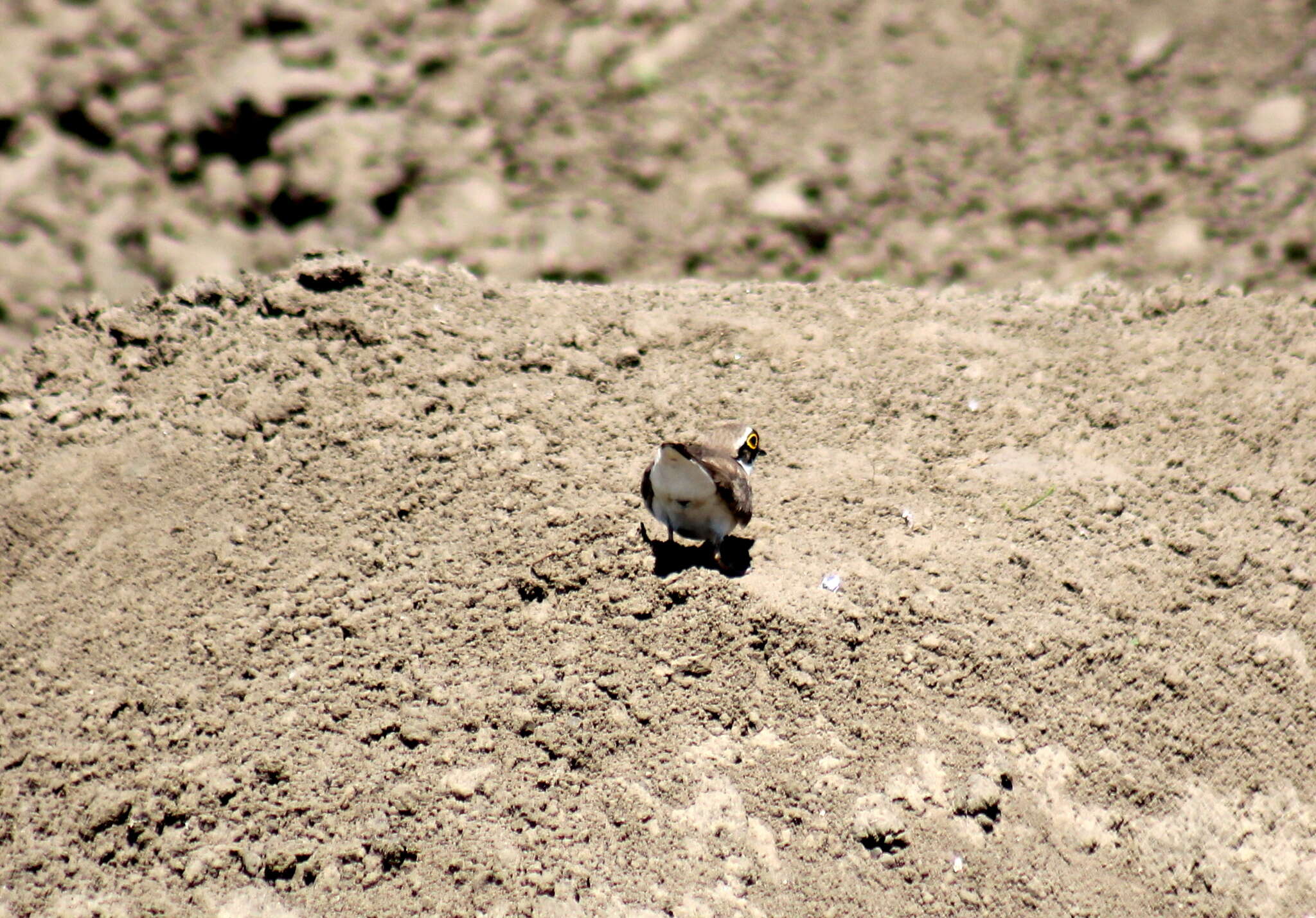 Image de Charadrius dubius curonicus Gmelin & JF 1789