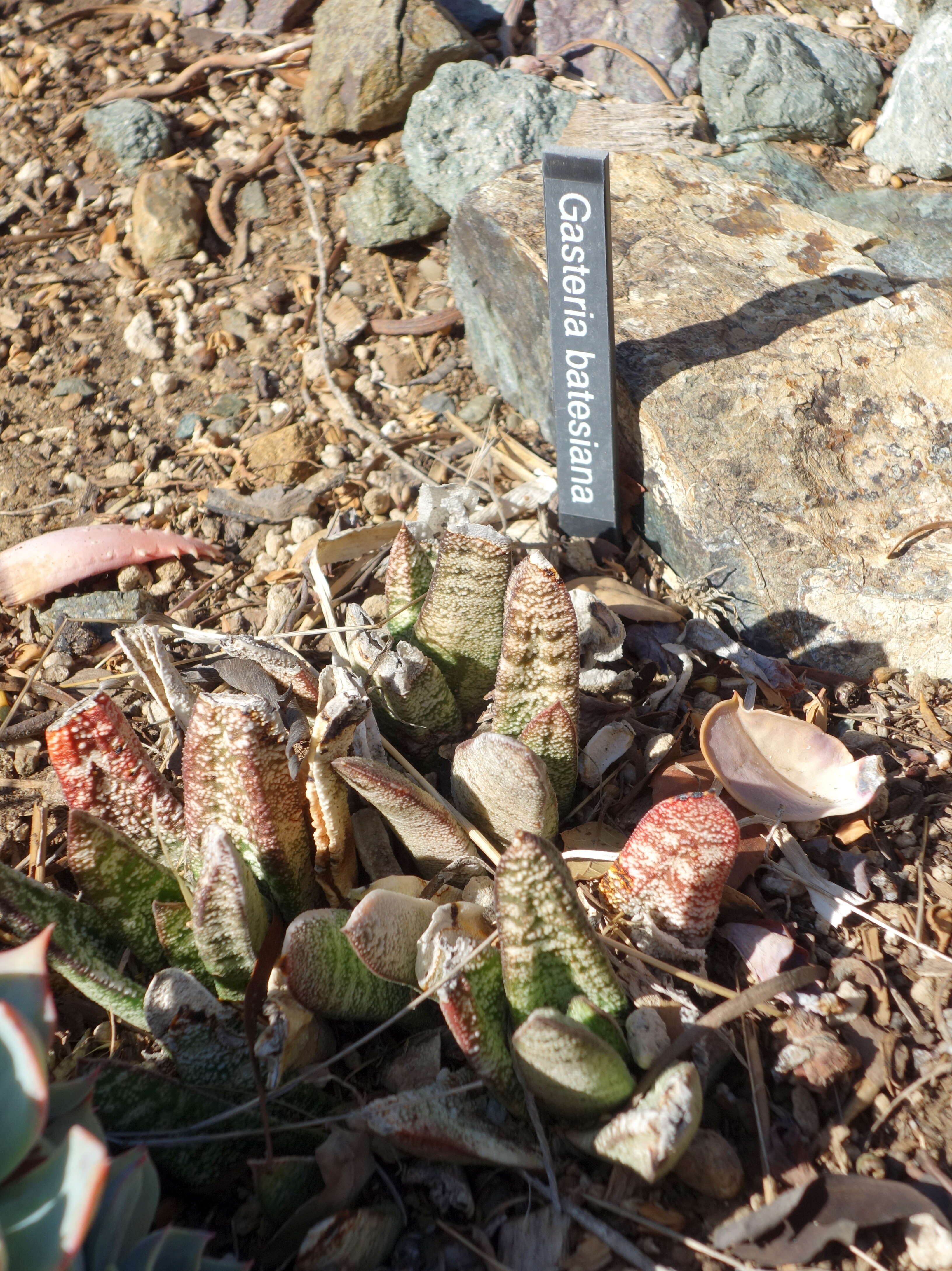 Image of Gasteria batesiana G. D. Rowley