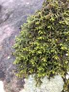 Image of Wall Scalewort