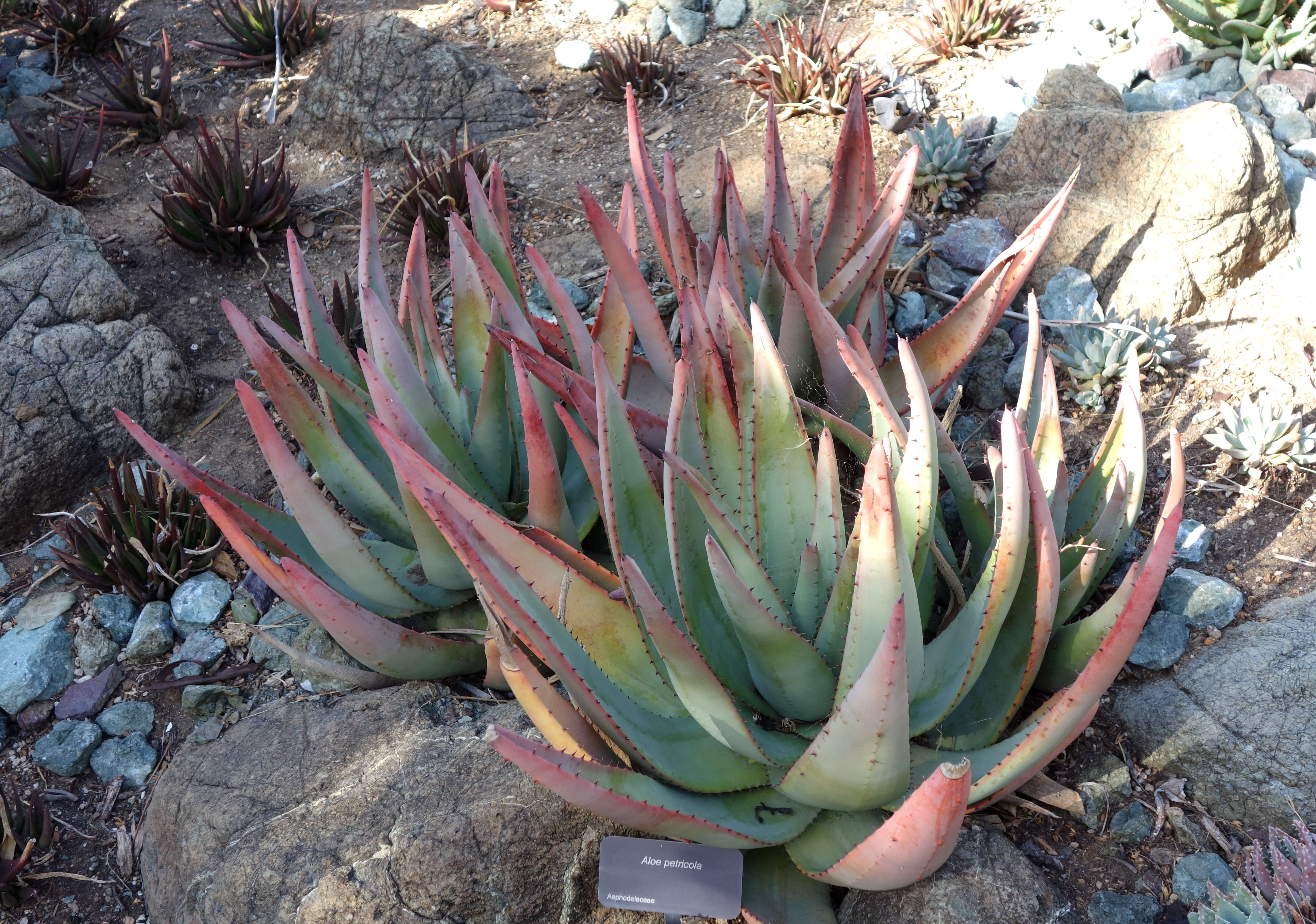 Image of Nespruit rock aloe