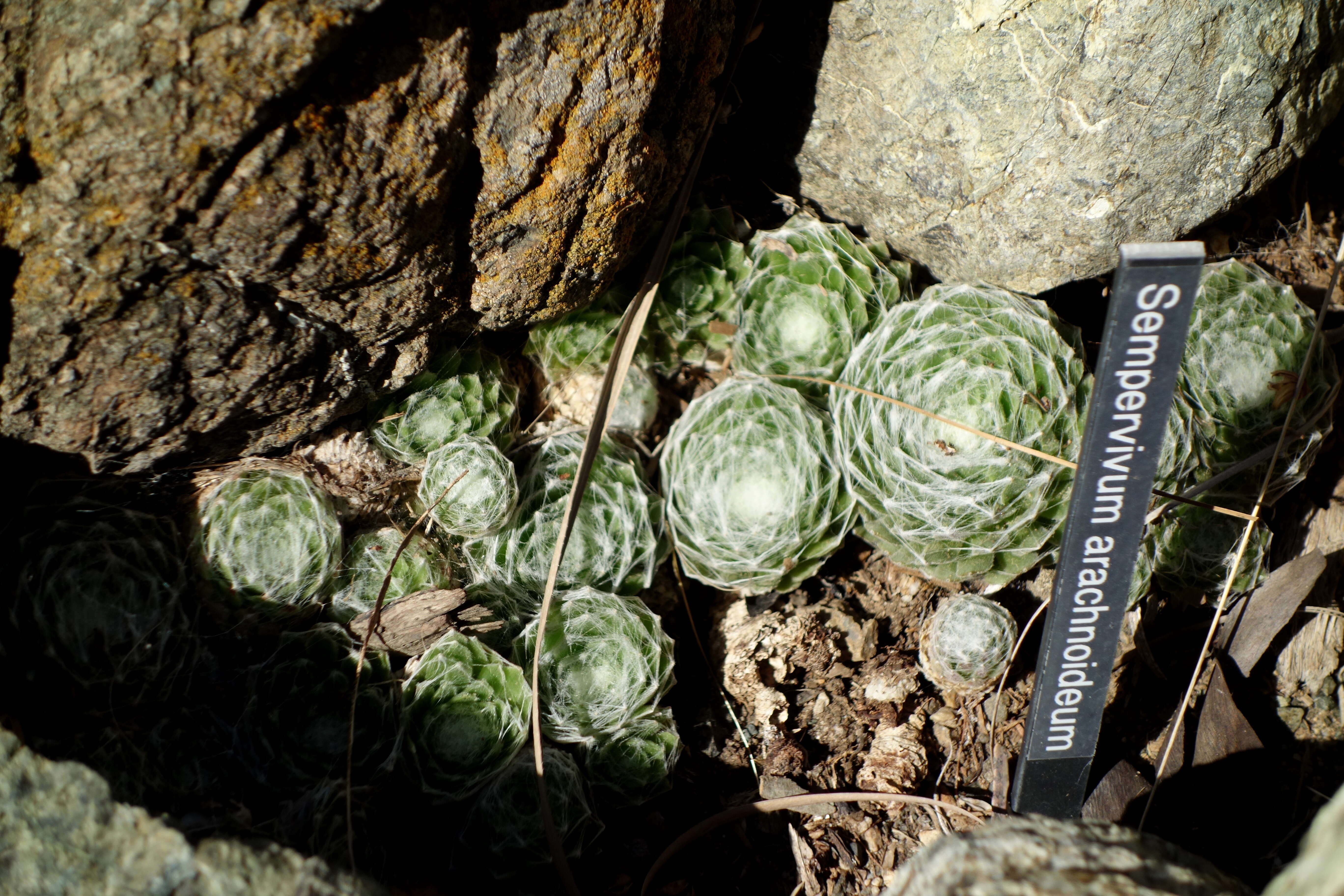 Image of Cobweb Houseleek