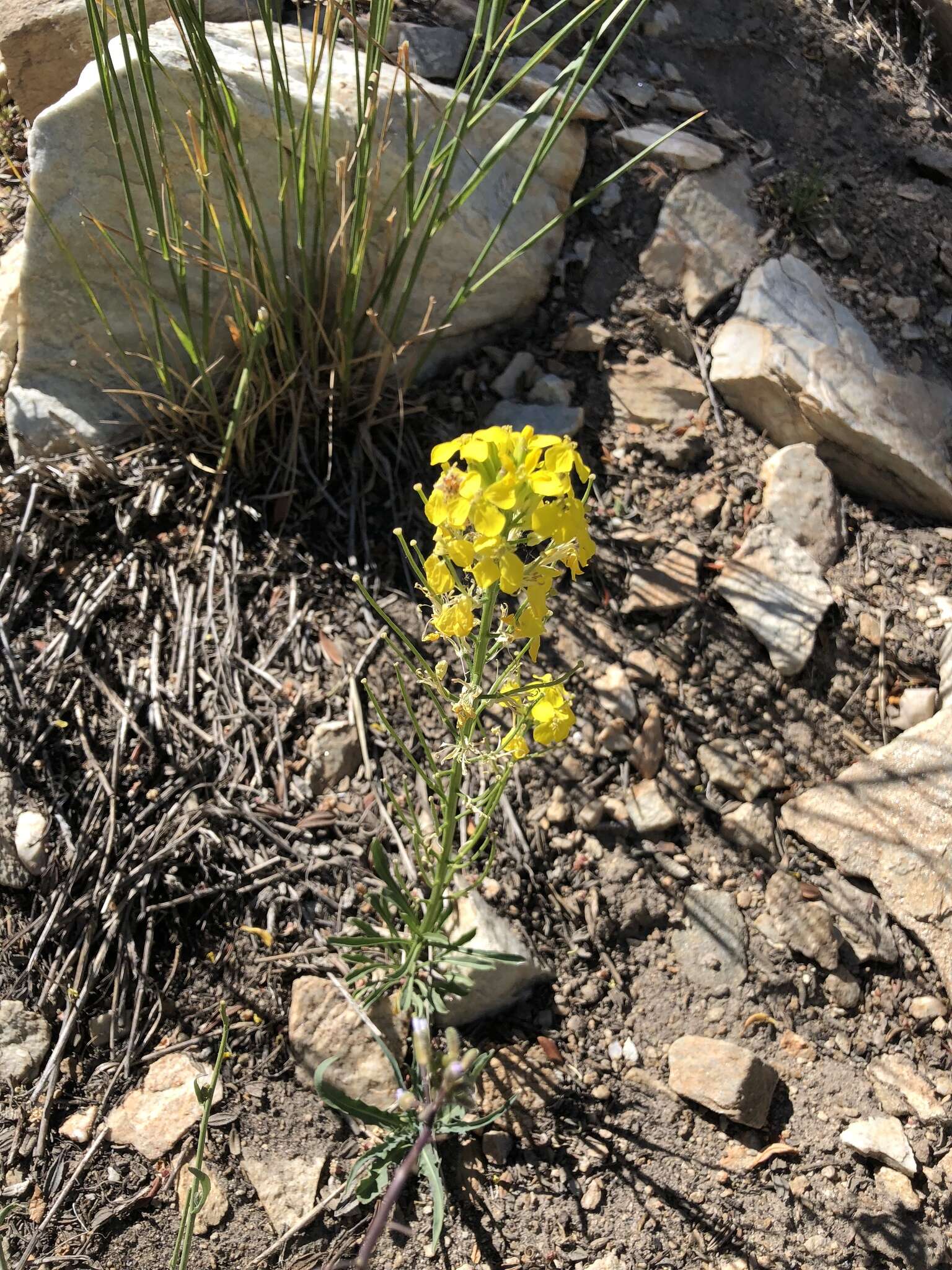 Image of sanddune wallflower