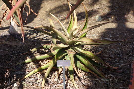 Image of Aloe secundiflora Engl.