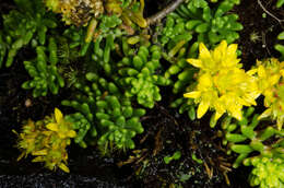 Plancia ëd Sedum ruwenzoriense E. G. Baker