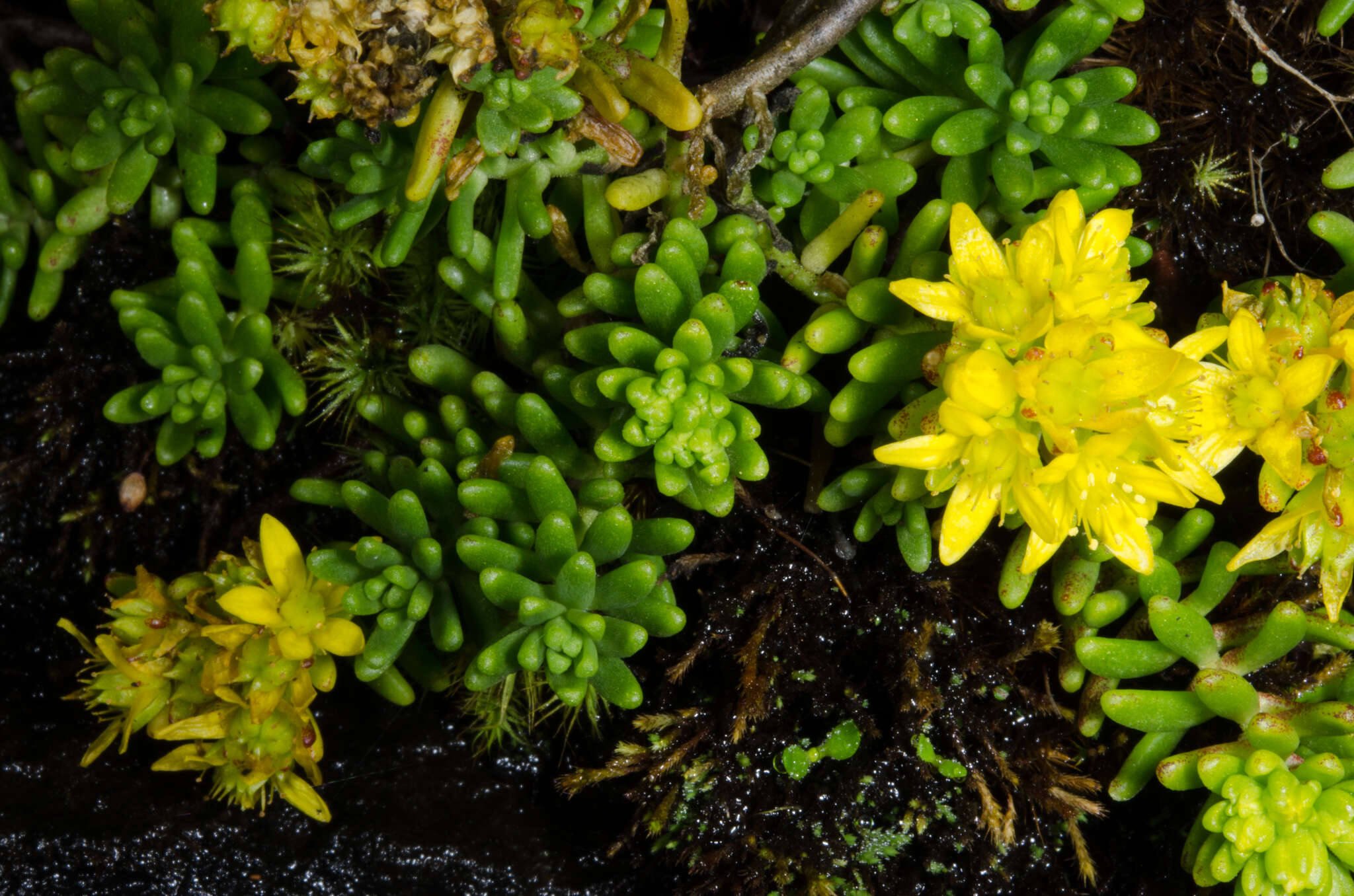 Imagem de Sedum ruwenzoriense E. G. Baker