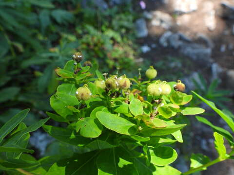 Image of Euphorbia austriaca A. Kern.