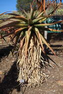 Image of Mountain aloe