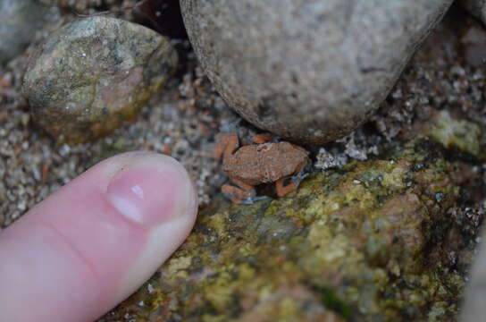 Image of Rhaebo ecuadorensis Mueses-Cisneros, Cisneros-Heredia & McDiarmid 2012