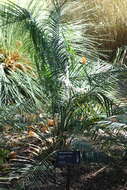 Image of Macrozamia riedlei (Gaudich.) C. A. Gardner