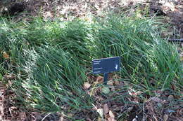 Image de Festuca mairei St.-Yves