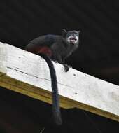 Image of brown-mantled tamarin