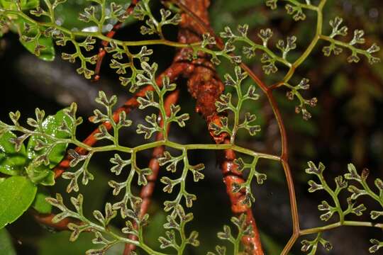 Image de Jamesonia flexuosa (Humb. & Bonpl.) Christenh.