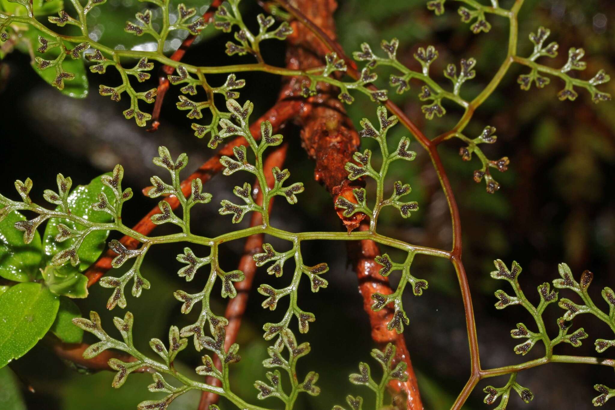 Image of Jamesonia flexuosa (Humb. & Bonpl.) Christenh.