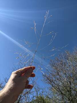 Image of slender panicgrass