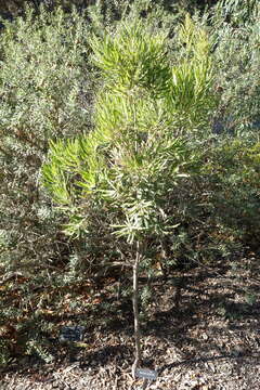 Image of Banksia seminuda (A. S. George) B. L. Rye