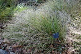 Image of deergrass