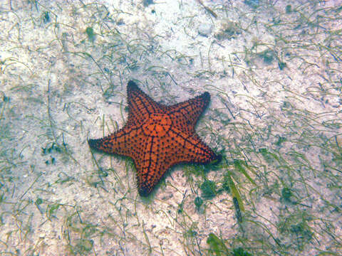 Image of Red cushion sea star