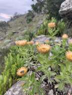 Image of Helichrysum milleri O. M. Hilliard