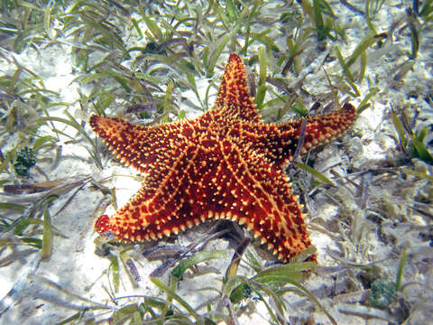 Image of Red cushion sea star