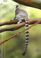 Image of Lemur Linnaeus 1758