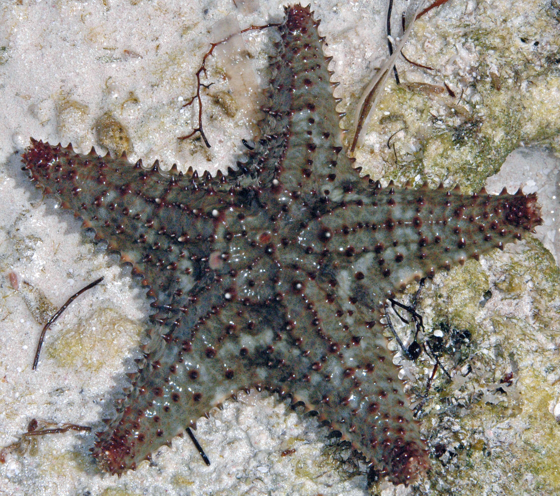 Image of Red cushion sea star