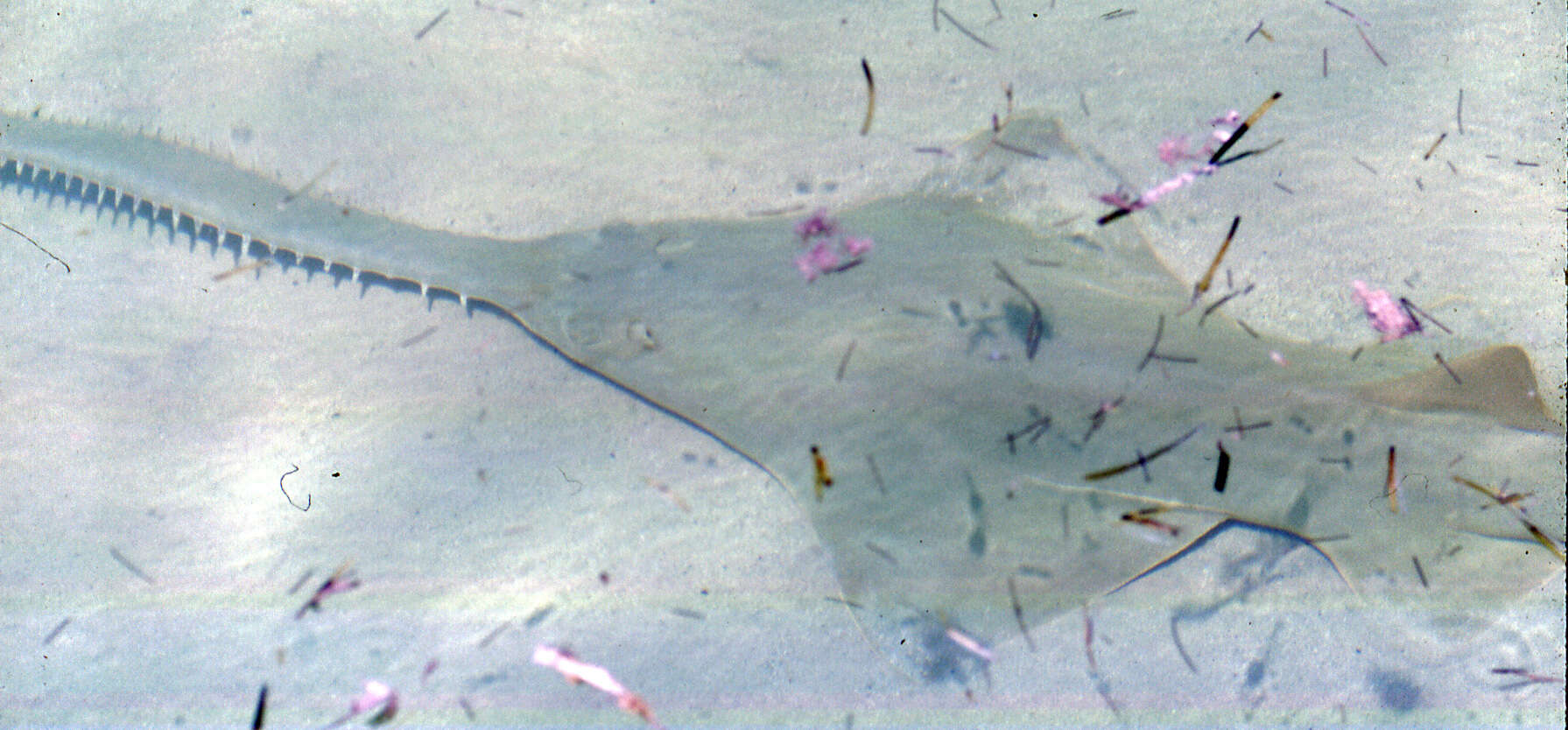 Image of Smalltooth Sawfish