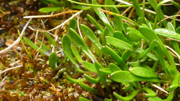 Image of Liparophyllum gunnii Hook. fil.