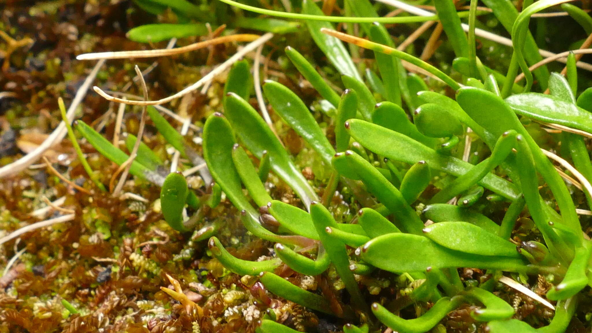 Image of Liparophyllum gunnii Hook. fil.