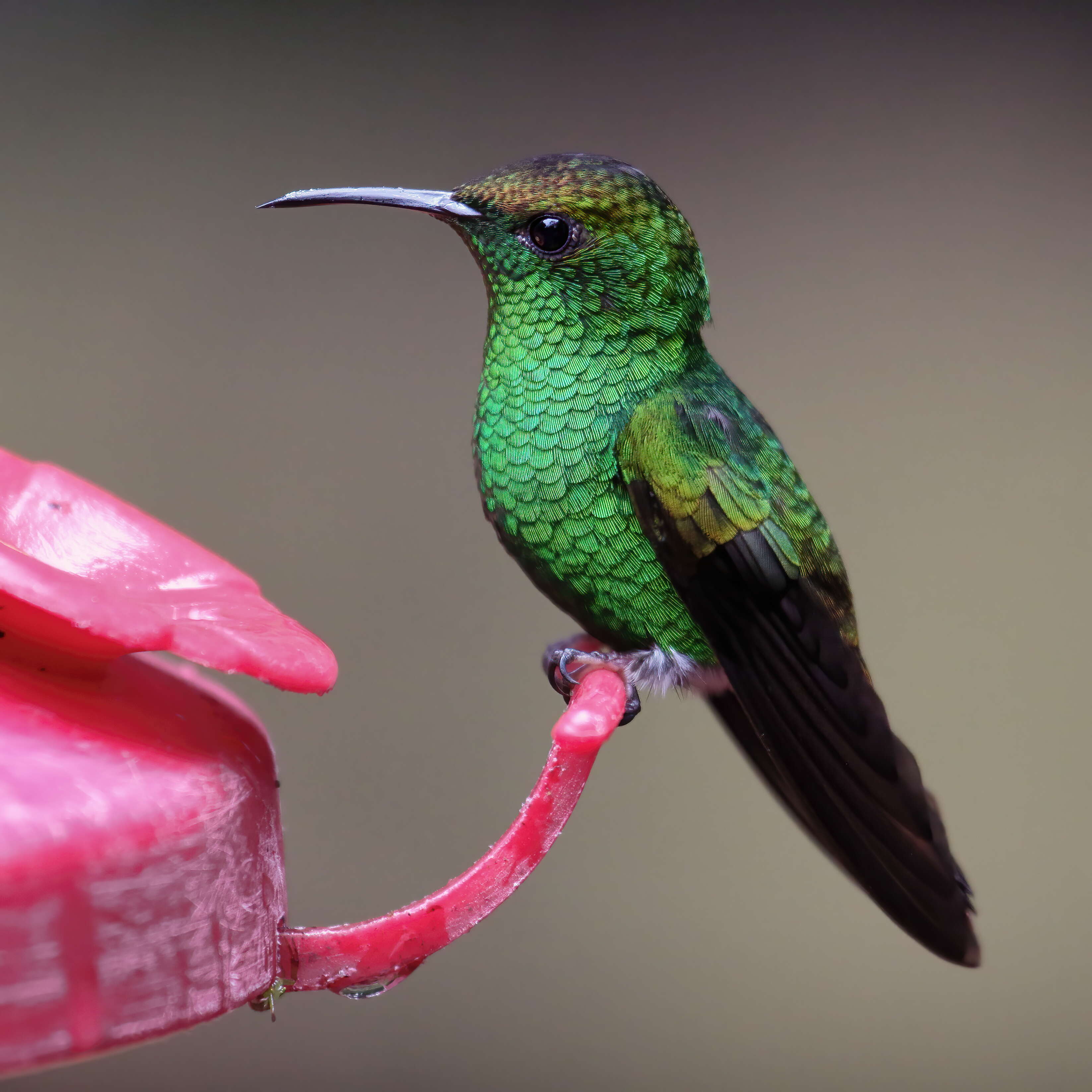 Image of Elvira cupreiceps