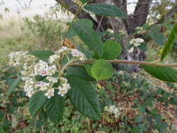 Image of Late Cotoneaster