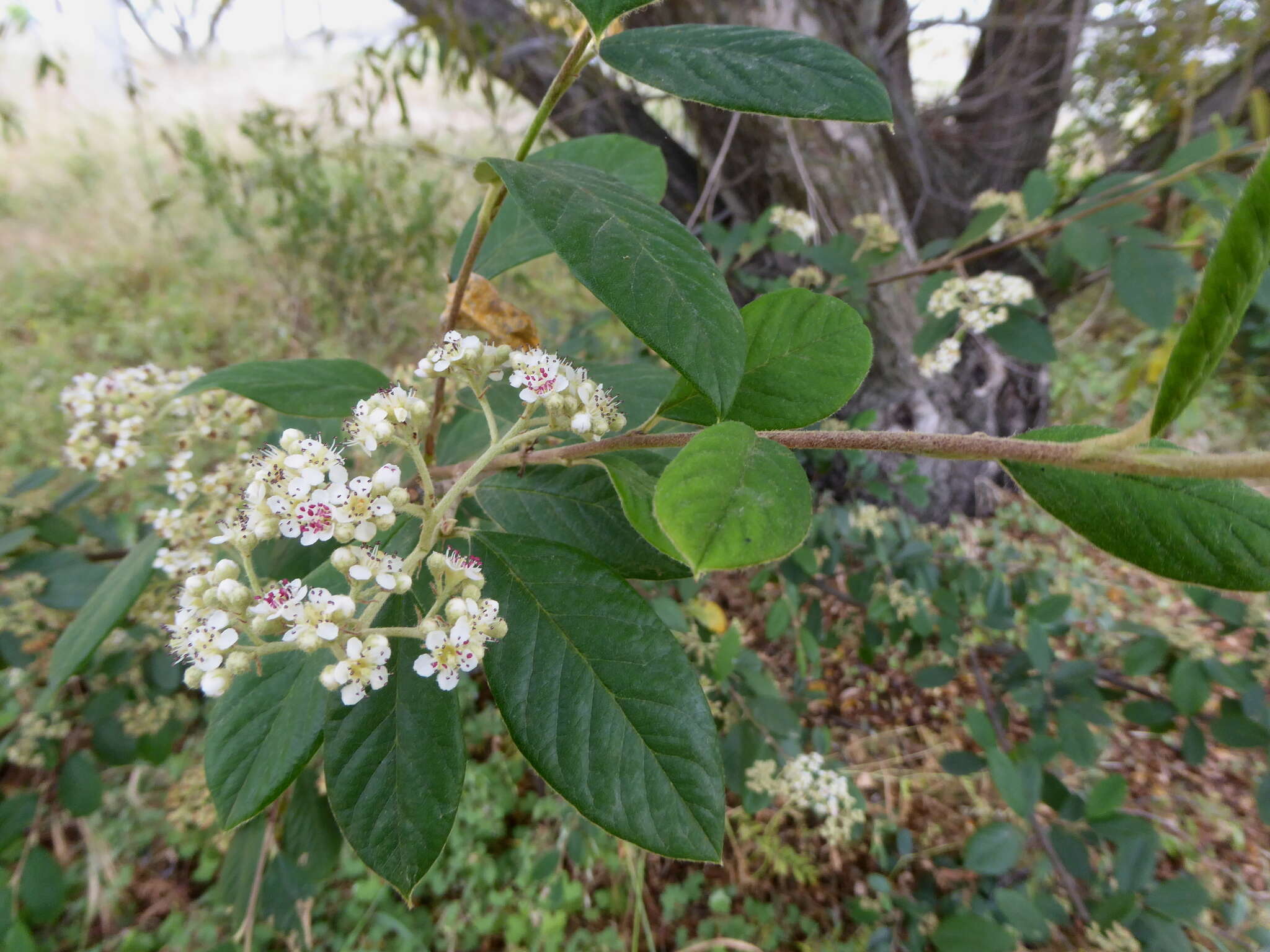 Image of Late Cotoneaster