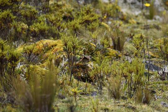 Image of Chestnut-winged Cinclodes