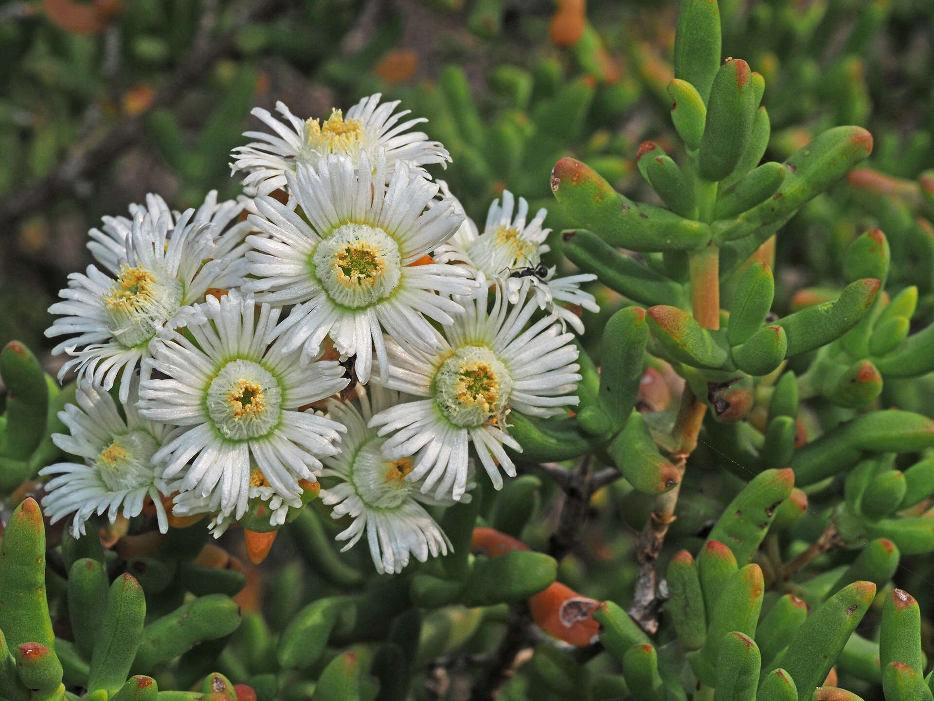 صورة Stoeberia utilis (L. Bol.) E. van Jaarsveld