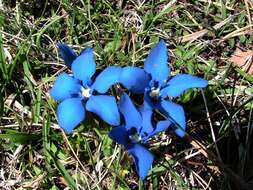 Plancia ëd Gentiana verna L.