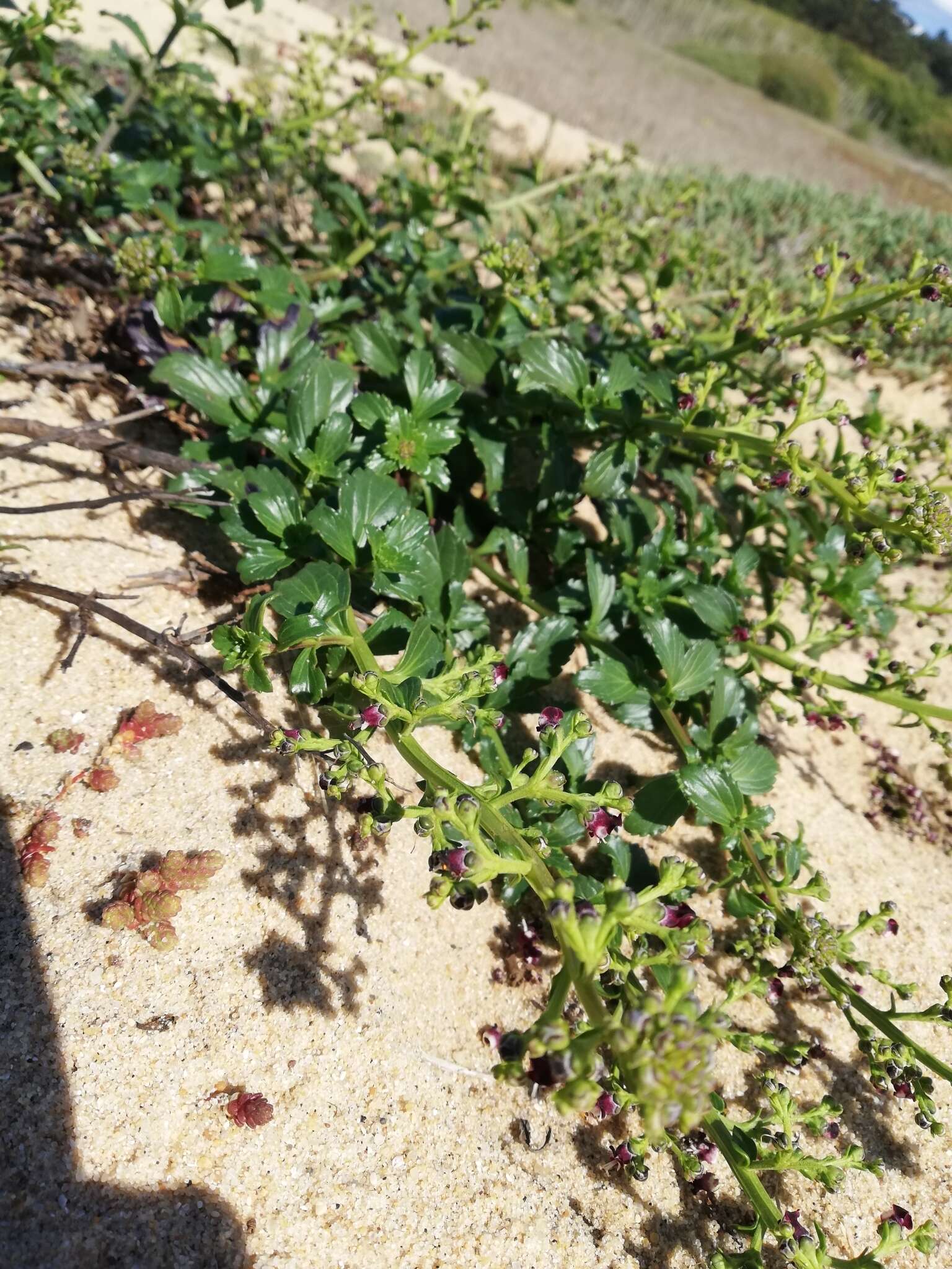 Image of Scrophularia frutescens L.