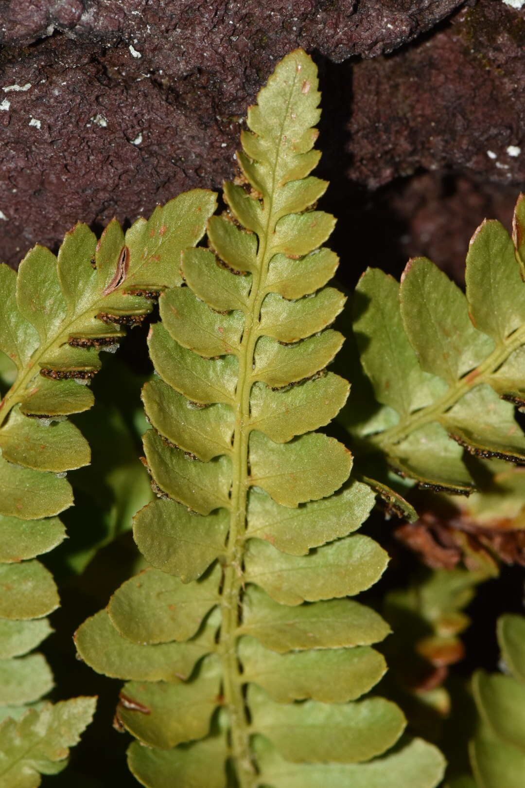 Image de Polystichum scopulinum (D. C. Eat.) Maxon