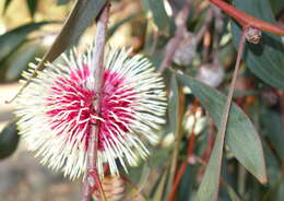 Imagem de Hakea laurina R. Br.