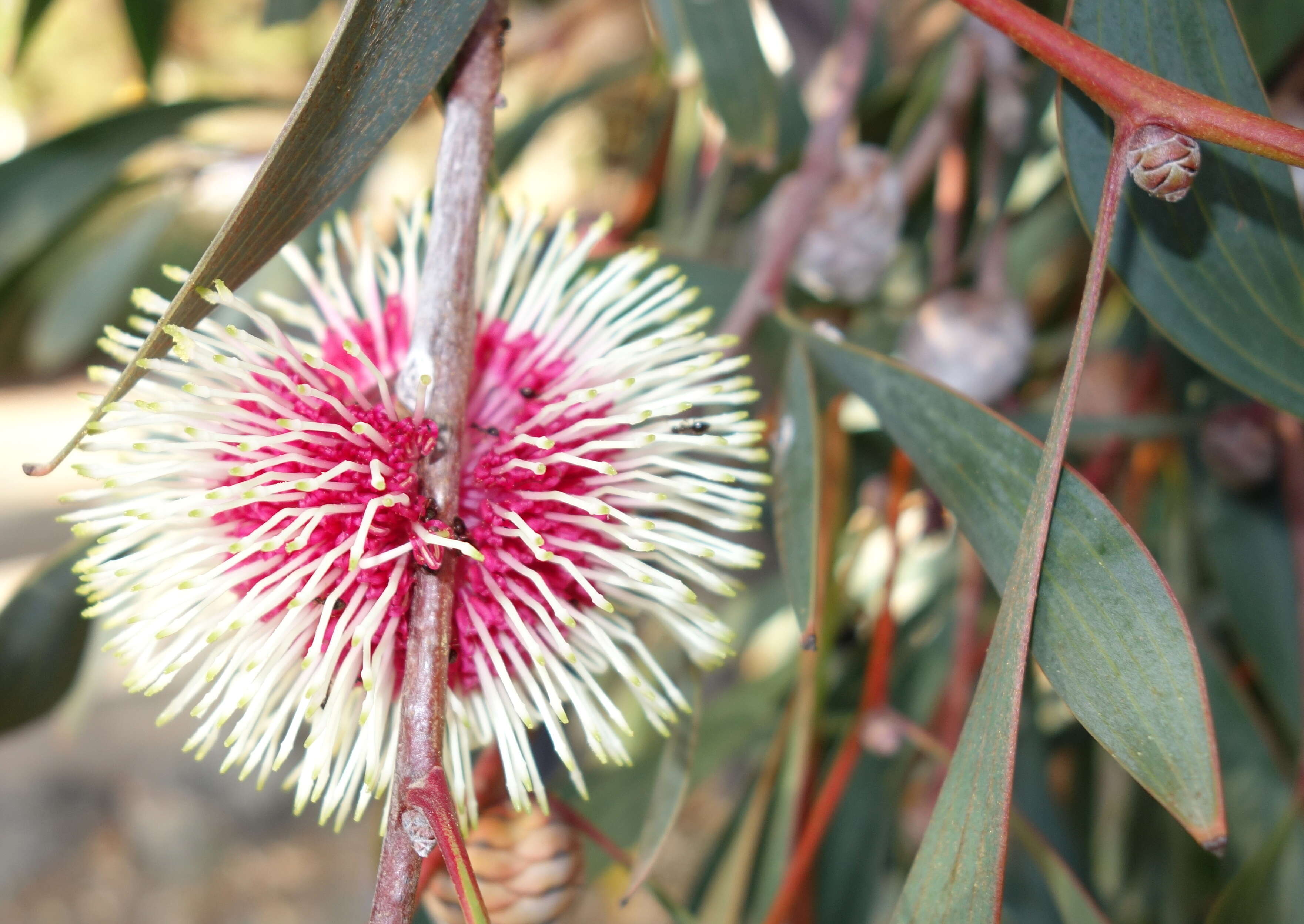 Image of Pincushion hakea