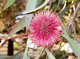 Imagem de Hakea laurina R. Br.