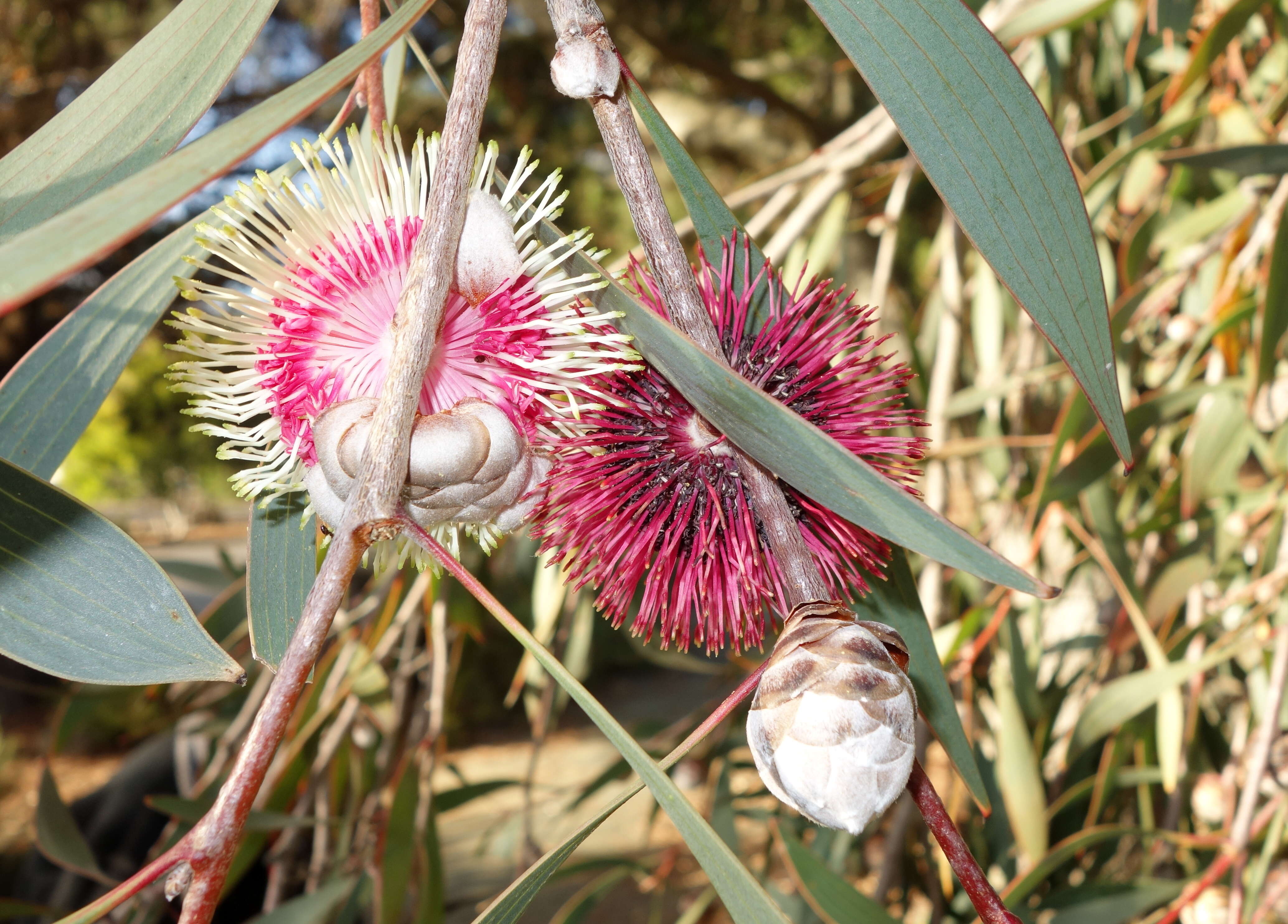 Imagem de Hakea laurina R. Br.