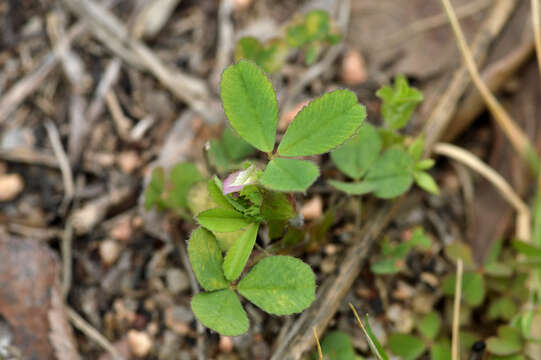 Imagem de Trifolium bejariense Moric.