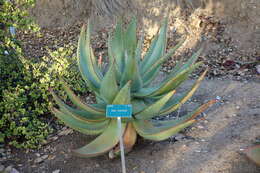 Image of Mountain aloe