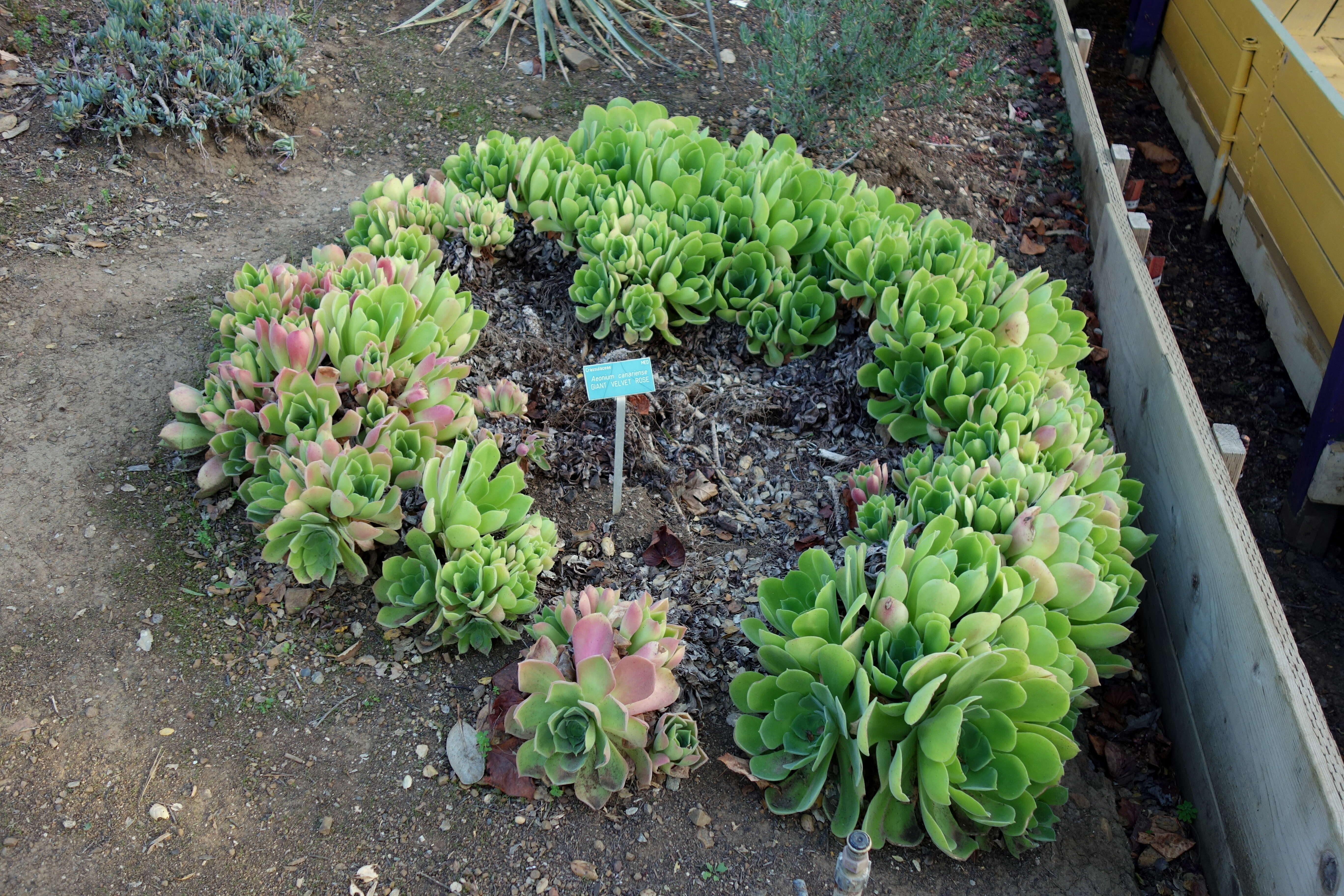 Image of Aeonium canariense (L.) Webb & Berth.