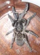 Image of Straight Horned Baboon Tarantula