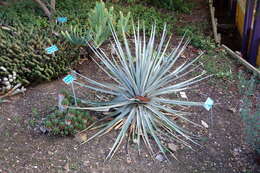 Image of Puya venusta (Baker) Phil.