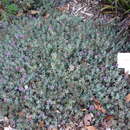 Image of Teucrium aroanium Orph. ex Boiss.