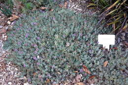 Image of Teucrium aroanium Orph. ex Boiss.