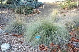 Image of deergrass