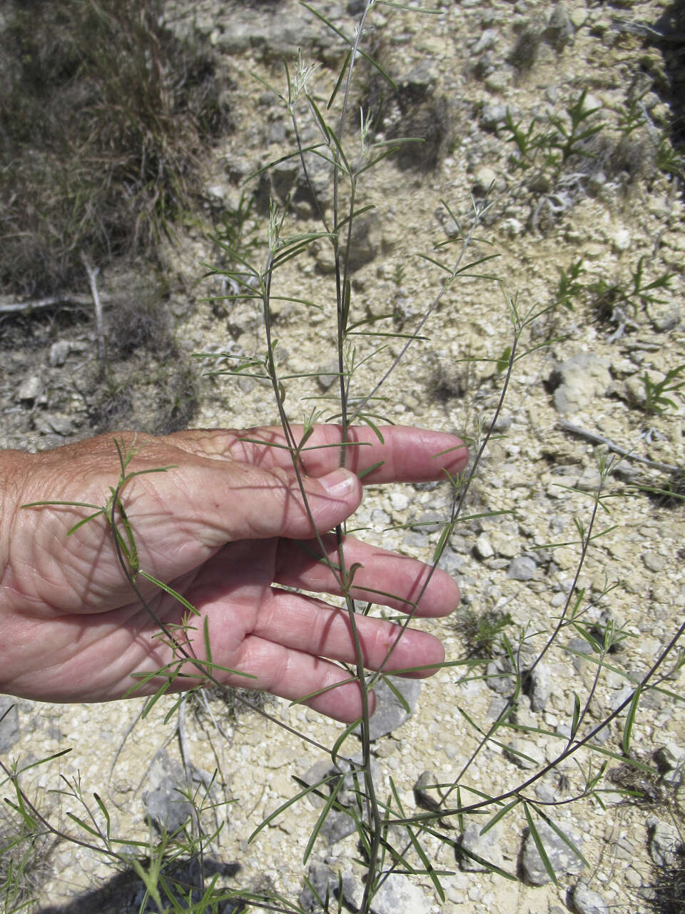 Image of narrowleaf Indian breadroot